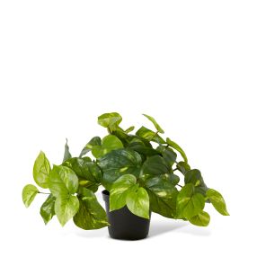 Golden Pothos Potted Plant Variegated - 35cm x 35cm x 24cm color Variegated