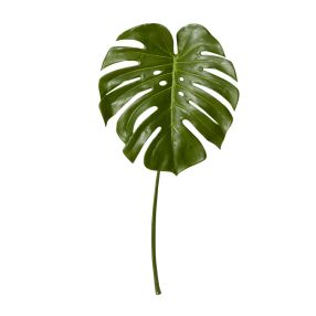 Monstera Leaf Green - 60cm color Green