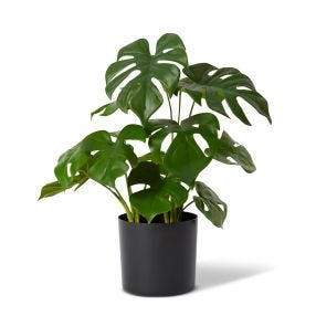 Monstera Potted Plant Green - 37cm x 37cm x 39cm color Green