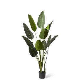 Bird of Paradise Potted Plant Green - 120cm x 120cm x 183cm color Green