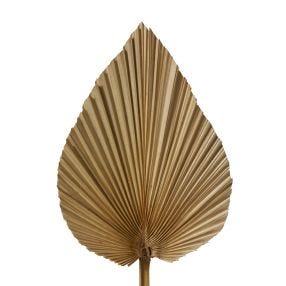 Dried Heart Fan Palm Mini Natural - 50cm color Natural