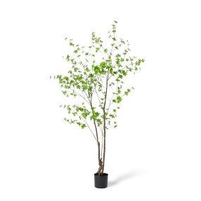 Pieris Potted Tree Green - 120cm x  110cm x 210cm color Green