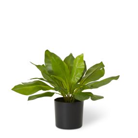 Birds Nest Fern Potted Plant Green - 20cm x 20cm x 32cm color Green